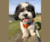 Jackson, a Zuchon tested with EmbarkVet.com
