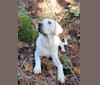 Jasper, a Labrador Retriever tested with EmbarkVet.com
