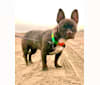 Kiki, a French Bulldog and Chihuahua mix tested with EmbarkVet.com