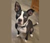 Luna, an American Pit Bull Terrier and Boxer mix tested with EmbarkVet.com