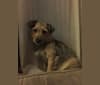 Jax, a Yorkshire Terrier and Miniature Schnauzer mix tested with EmbarkVet.com