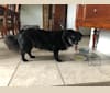 Tabasco, a Chow Chow and Rat Terrier mix tested with EmbarkVet.com