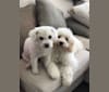 Sugar, a Bichon Frise tested with EmbarkVet.com