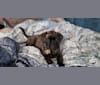 Izzy, a Bullmastiff tested with EmbarkVet.com