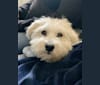 Bastien, a Havanese tested with EmbarkVet.com