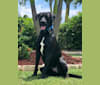 SHAYDEN, a Boxer and Rottweiler mix tested with EmbarkVet.com