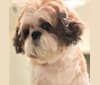 Lili'uokalani, a Shih Tzu tested with EmbarkVet.com