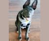 Ace, a German Shepherd Dog and American Pit Bull Terrier mix tested with EmbarkVet.com