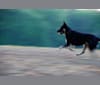 Jack, a Norwegian Elkhound and German Shepherd Dog mix tested with EmbarkVet.com