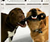 Folgers, a Labrador Retriever and Border Collie mix tested with EmbarkVet.com
