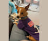 Jax, a Chihuahua and Australian Cattle Dog mix tested with EmbarkVet.com