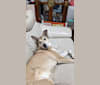 Miles, a Canaan Dog tested with EmbarkVet.com