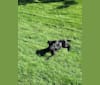 Photo of Ella/Ella Bean/Beans, an American Pit Bull Terrier, Rottweiler, and Labrador Retriever mix in Idaho, USA