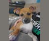 Photo of Dobby, an American Pit Bull Terrier, Boston Terrier, Miniature Pinscher, Australian Cattle Dog, and Mixed mix in Cedar Rapids, Iowa, USA