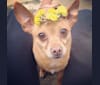 Cappo, a Chihuahua and Miniature Pinscher mix tested with EmbarkVet.com