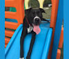 Photo of Memphis Thomas, an American Pit Bull Terrier, Boxer, Bulldog, and Rottweiler mix in Darlington, SC, USA