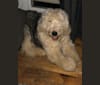 Baby Barker BEAR Jr Volz, an Old English Sheepdog tested with EmbarkVet.com
