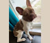 Winston, a French Bulldog tested with EmbarkVet.com