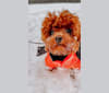 Truffle, a Poodle (Small) tested with EmbarkVet.com
