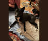 Coco, a Canaan Dog tested with EmbarkVet.com