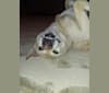 Filfil, a Northern East African Village Dog tested with EmbarkVet.com