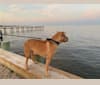 Oscar, an American Pit Bull Terrier and German Shepherd Dog mix tested with EmbarkVet.com