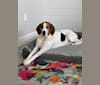 Glenn, a Treeing Walker Coonhound tested with EmbarkVet.com