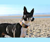 Bogie, a Border Collie and Australian Cattle Dog mix tested with EmbarkVet.com