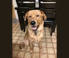 Murphy, a Labrador Retriever and Golden Retriever mix tested with EmbarkVet.com