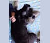 Minnie, a Miniature Schnauzer tested with EmbarkVet.com