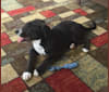Photo of Buddy, an American Pit Bull Terrier, Australian Cattle Dog, Labrador Retriever, Boxer, Pointer, and Golden Retriever mix