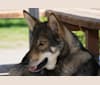 Jorah, a Siberian Husky and German Shepherd Dog mix tested with EmbarkVet.com