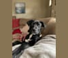Photo of Subutai aka Subi, an American Pit Bull Terrier, Australian Cattle Dog, American Bully, and German Shepherd Dog mix in Oklahoma, USA