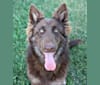 Hazel, a German Shepherd Dog tested with EmbarkVet.com