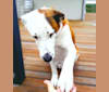 Zeppelin, an Australian Cattle Dog and Bullmastiff mix tested with EmbarkVet.com