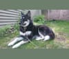 Olivia, a Siberian Husky and German Shepherd Dog mix tested with EmbarkVet.com