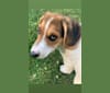 Oliver, a Basset Hound and German Shepherd Dog mix tested with EmbarkVet.com