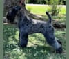 JoJo, a Kerry Blue Terrier tested with EmbarkVet.com