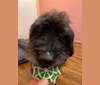 Shadow Hernandez, a Poodle (Small) and Yorkshire Terrier mix tested with EmbarkVet.com