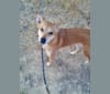 Skyler, a Formosan Mountain Dog tested with EmbarkVet.com