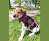Charlie, a Mountain Cur and American English Coonhound mix tested with EmbarkVet.com
