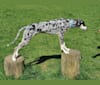 Arlo, a Greyhound and Saluki mix tested with EmbarkVet.com