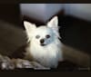 Dolly, a Chihuahua tested with EmbarkVet.com
