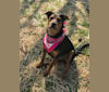 Marley, a Plott and Airedale Terrier mix tested with EmbarkVet.com