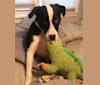 Piper, an American Pit Bull Terrier and English Shepherd mix tested with EmbarkVet.com