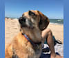 Marlo, a Beagle and Miniature Schnauzer mix tested with EmbarkVet.com