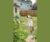 Photo of Hazel Mae, an American Foxhound  in Isle of Wight, VA, USA