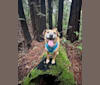 Ace, a Melanesian Village Dog tested with EmbarkVet.com