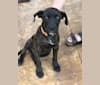 Samson, a Staffordshire Terrier and Border Collie mix tested with EmbarkVet.com