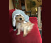 Sammy, a Yorkshire Terrier and Poodle (Small) mix tested with EmbarkVet.com